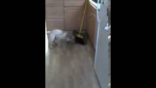 Puppy Attacks Broom