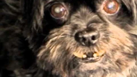 Joe "The Audiodog" Kulick
