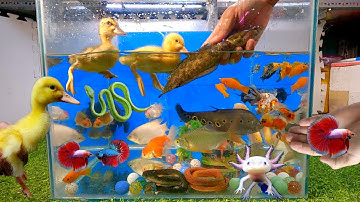 Tổng hợp video các loại cá cảnh đẹp, động vật dễ thương, vịt, cá lia thia, cá lóc bông, cá ranchu