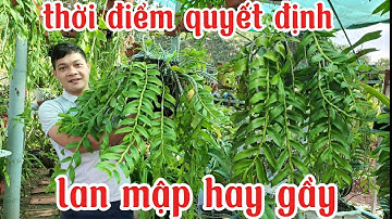 Cách làm cho lan mập thân nhanh chóng, bón thúc cho phi điệp mập thân | trồng lan ban công