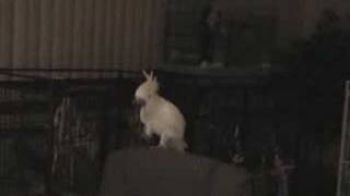 Chesha-Tantzor Disco