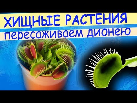 Вопрос: Какой грунт нужен для Деонеи, Венериной мухоловки?