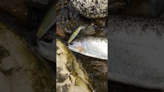 Форель на воблер SMITH D-COAX #воблер#форель#рыбалка#шортс#smith#trout#fishing#shorts#video#smith