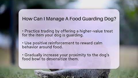 How Can I Manage A Food Guarding Dog? - PetGuide360.com