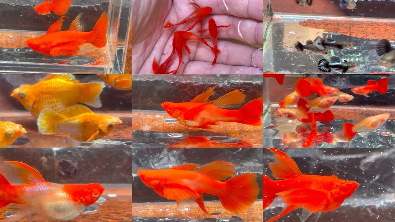 XẢ CÁ NGHỈ TẾT KOI RED, CÁ BẢY MÀU VÀ MOLLY