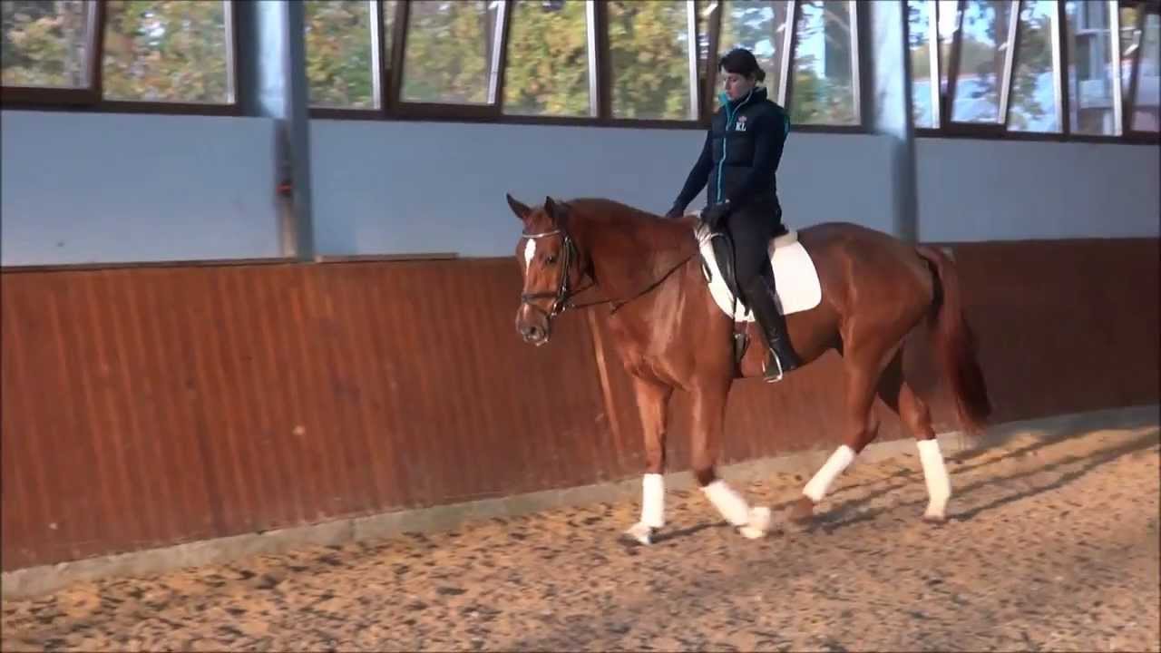 Кобыла вестфальской породы 2009 г.р., Friedensritter-Weltmeyer