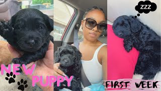 We Got a Black Mini Goldendoodle Puppy! | First Week with a New Puppy