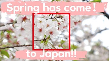 Spring has come to Japan!!!