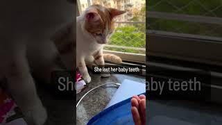 Cat Kitten Lost Teeth