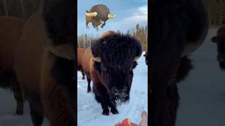 Real Pokémon 🔥#bouffalant #bison #americanbison #pokemon #majestic #wildanimals #shorts #bisonte