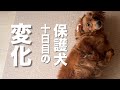 保護犬が家庭に来て10日経ったら・・・少しはしゃいだ!【Day10】