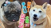 犬のリボン付け方 教えます Youtube