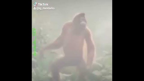 Video monyet lucu lagi joget bikin ngakak