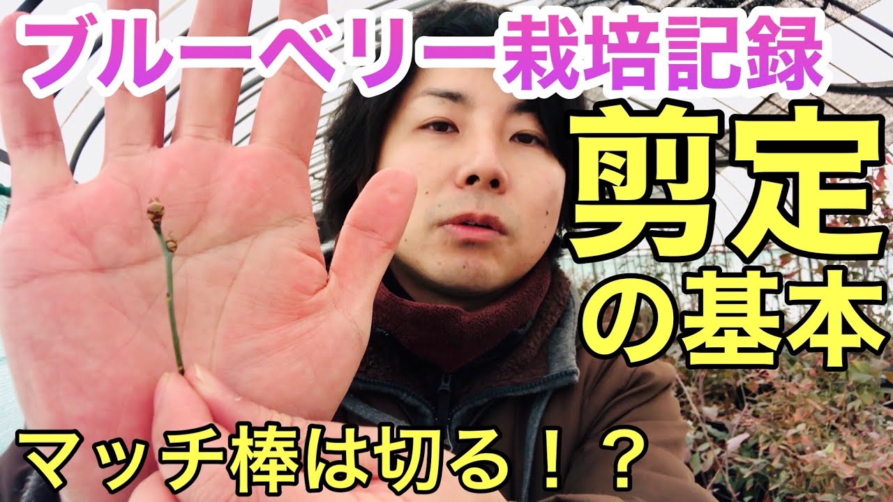 徒長枝の剪定 ブルーベリー栽培記録 岩手県 Youtube 徒長枝の剪定 ブルーベリー栽培記録 岩手県 Youtube