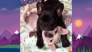 My kind of saturday night 1 Adorable and Cute Dogs Videos. There ar...