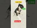 Loyal Dog #animallover #dog #doglover #pets #pet #naayi #loyal #shortvideo #youtubeshorts #short