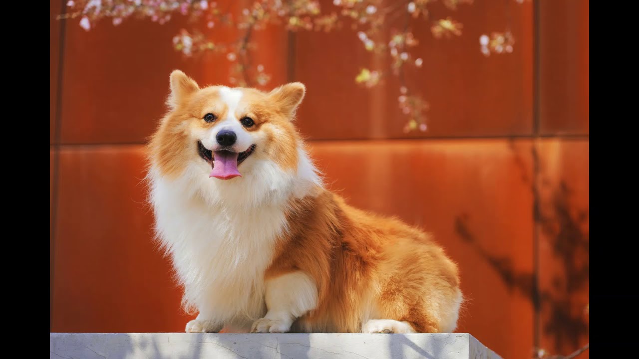 2 HOURS OF BEAUTIFUL ANIMALS!! YouTube