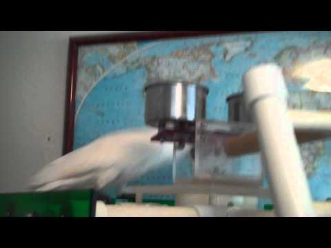 Parrots Dancing To Ray Charles Shake Your Tail Fea...