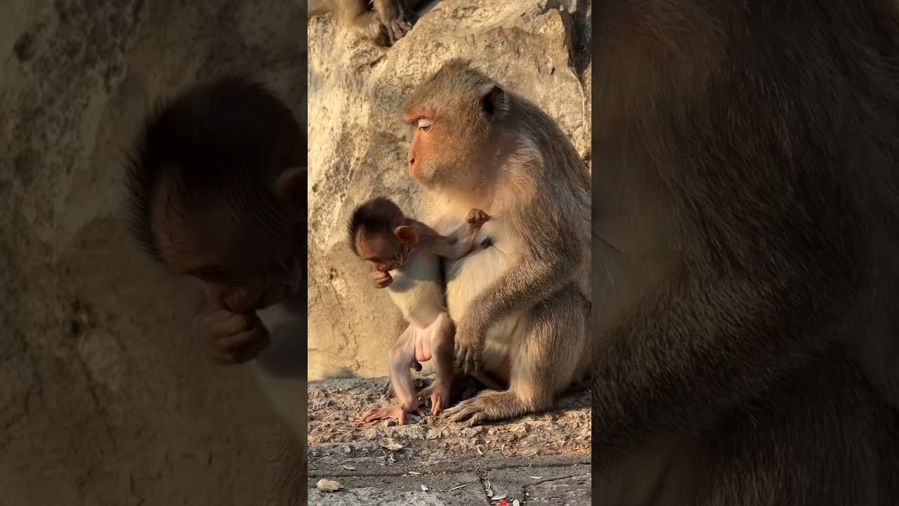 🐒😍 Adorable Monkey Baby! | Cute Monkey Moments! | 🐒💕 Little Monkey Cutie!