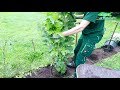 HECKE PFLANZEN | FREIWACHSENDE BLÜTENSTRÄUCHER |GÄRTNER ANLEITUNG |ÖKO GARTEN TUTORIAL PROFI SCHRITT