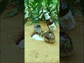 Easy DIY Making Quail Trap - Bird Trap #shortsvideo