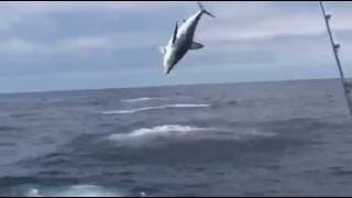 動画 サメの大ジャンプを目撃 最初は興奮の船員たち サメが近寄って来ると Fundo