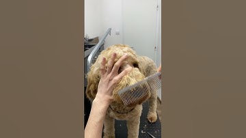 How to trim Doodle face