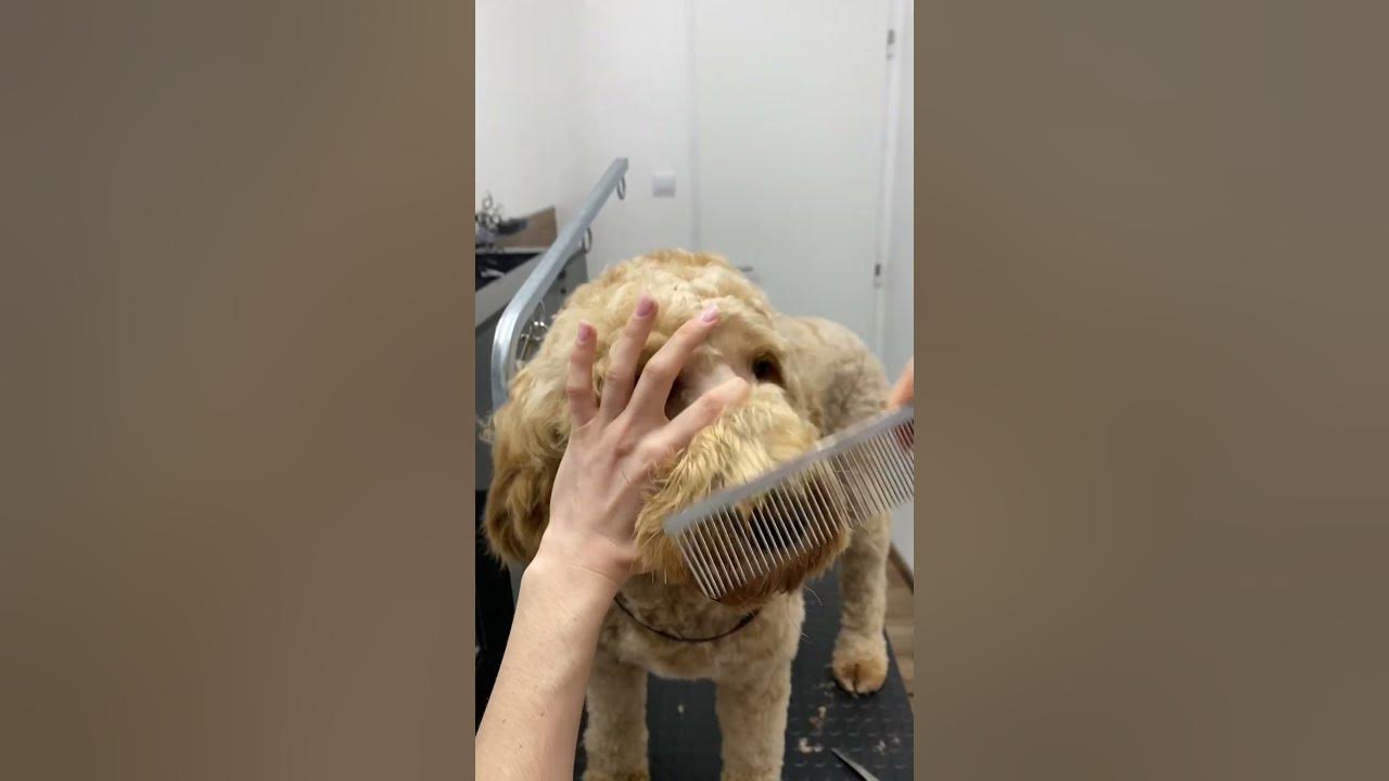 How to trim Doodle face YouTube