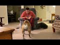 Reuben the Bulldog: The Dance