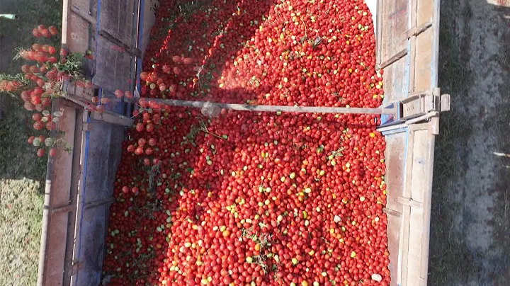 Xinjiang Mechanical harvesting of tomatoes for a bumper harvest