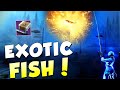 How to Efficiently Fish in Destiny 2! (How to Get Exotic Fish)