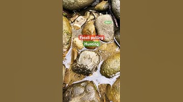 Fossil hunting #shorts #fossildiscovery #fossilfound #fossil #shortvideo #californiahiking #fyp