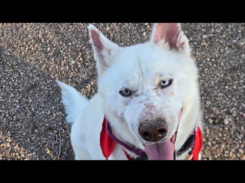 Meet Kori 9 14 2025
