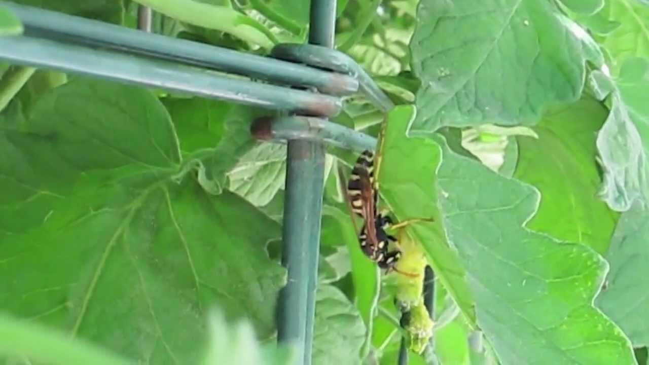 TOMATO HORNWORN'S NATURAL PREDATOR THE YELLOW JACKET WASP YouTube