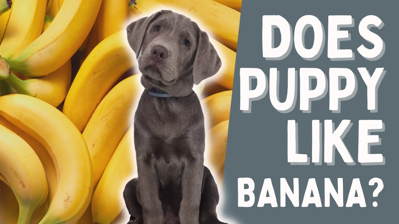 Puppy's First Banana Taste Test - Will He Love It? - YouTube