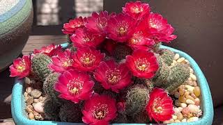 Stunning And Awesome Blooming Rare Cacti 😍🌵🏜️💚❤️