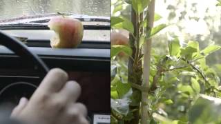 Europe's Common Agricultural Policy : Taking care of our roots (TV & Cinema Spot)