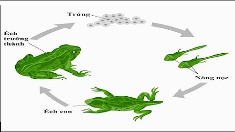 Tìm hiểu về Vòng đời của ếch || Học ở nhà cùng bé mầm non | mẫu giáo | nhà trẻ | Mầm - Chồi - Lá |