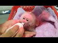 Compilation of the adoption process of baby monkey cutis