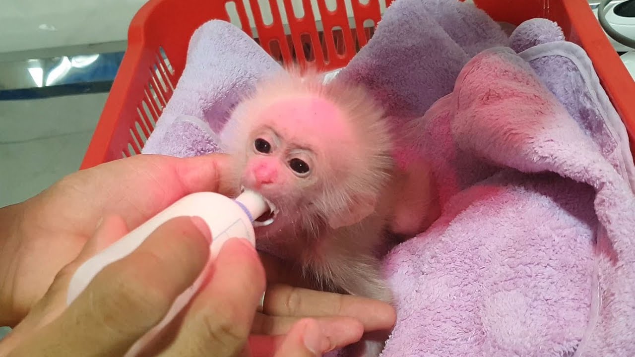 Compilation of the adoption process of baby monkey cutis YouTube