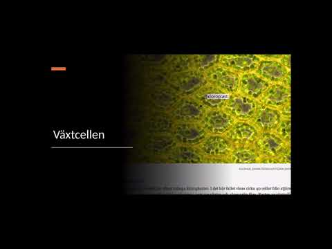 Video: I USA Skapades Ett Experiment Där Humana Celler Och Kycklingceller Kombinerades - Alternativ Vy