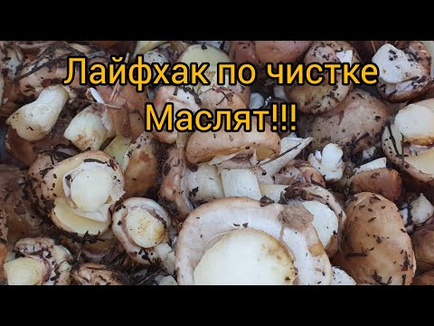 КАК БЫСТРО ЧИСТИТЬ МАСЛЯТА?...