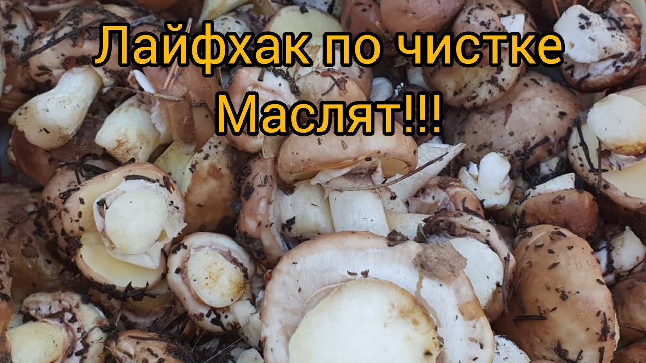 КАК БЫСТРО ЧИСТИТЬ МАСЛЯТА?...