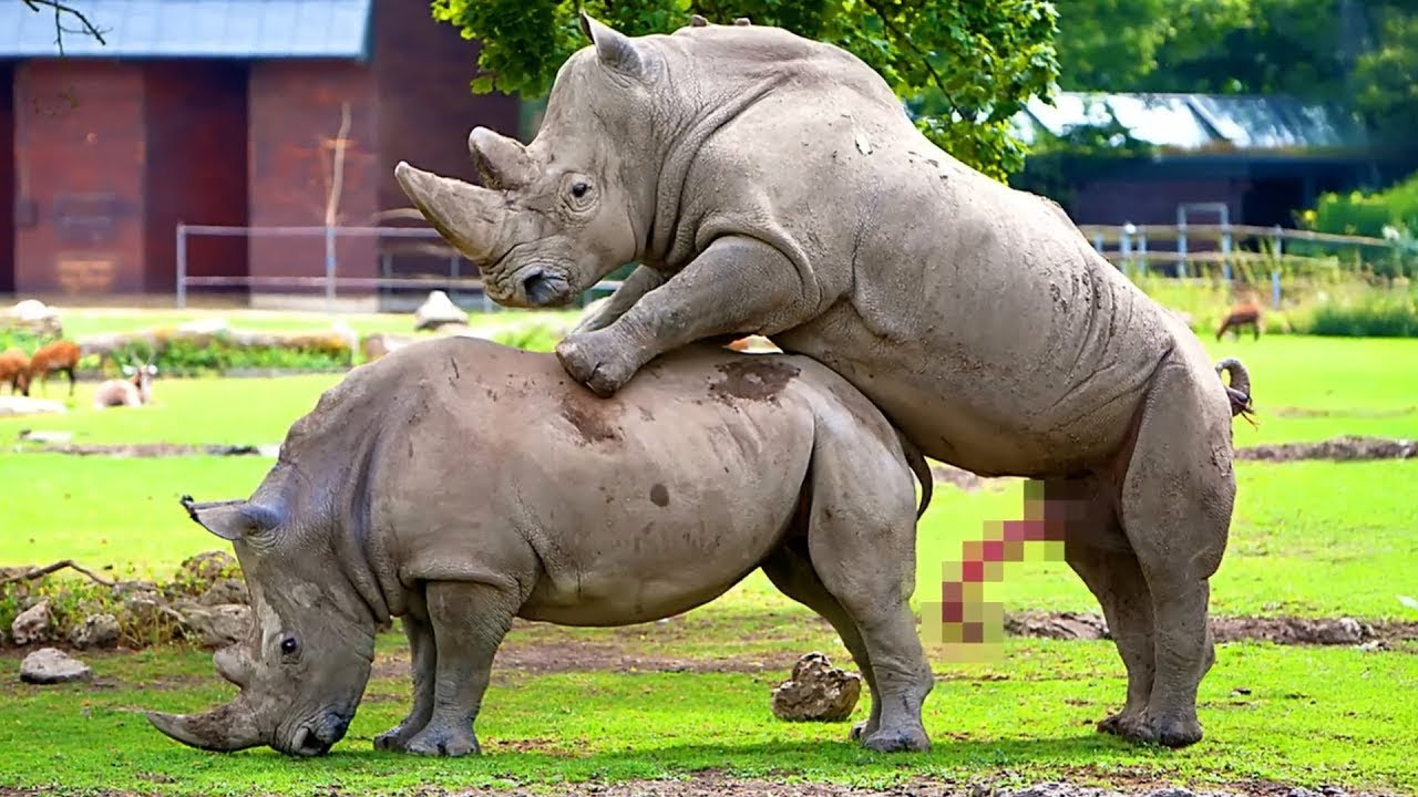 Los Instintos Animales Más Poderosos del Mundo