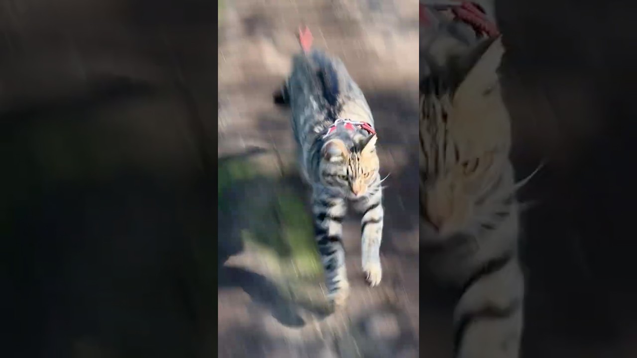自由奔放な猫トラジのさんぽタイム。こどもってほんと落ち着きないですよね #猫 #cat #キジトラ