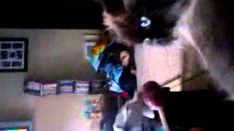 cat biting sucker