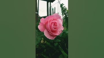 STOP SCROLLING! Your Moment of Calm with Relaxing Music! #mindfulness #meditationmusic #stressrelief