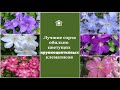 ❀ Лучшие сорта обильно цветущих крупноцветковых клематисов