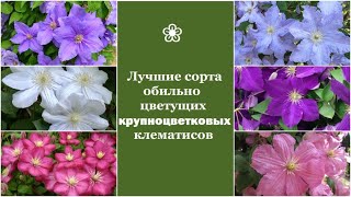видео: ❀ Лучшие сорта обильно цветущих крупноцветковых клематисов картинка: ❀ Лучшие сорта обильно цветущих крупноцветковых клематисов
