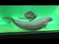 ジュゴンのセレナと遊びたいウミガメのカメキチ@鳥羽水族館